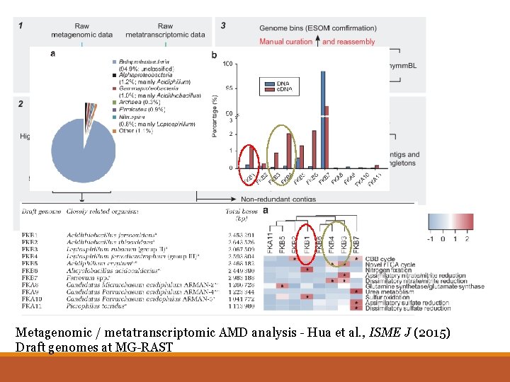 Metagenomic / metatranscriptomic AMD analysis - Hua et al. , ISME J (2015) Draft