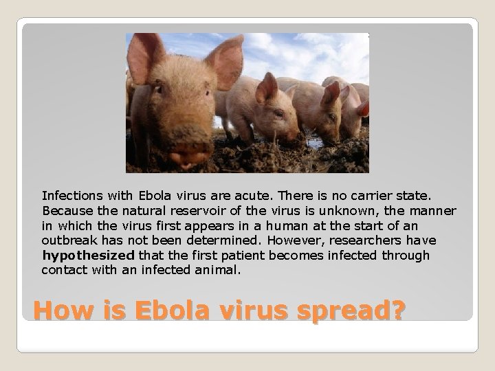 Infections with Ebola virus are acute. There is no carrier state. Because the natural