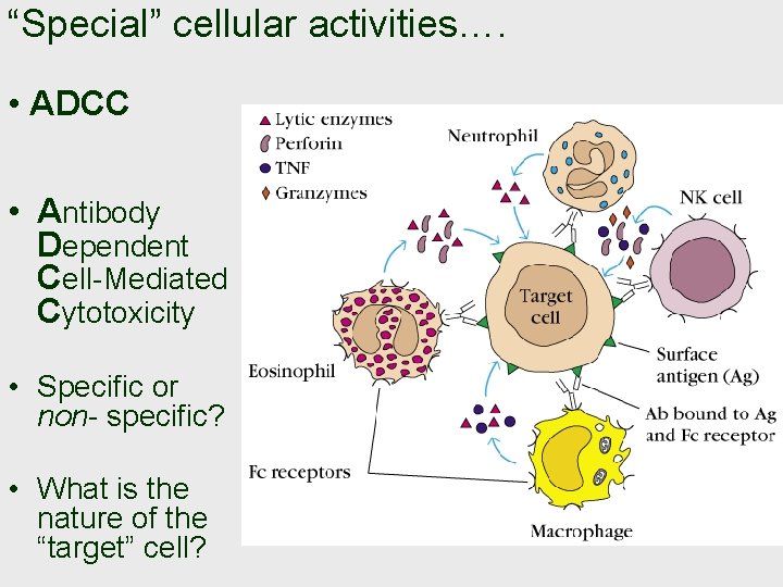 “Special” cellular activities…. • ADCC • Antibody Dependent Cell-Mediated Cytotoxicity • Specific or non-