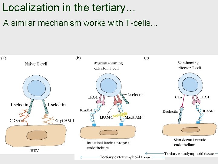 Localization in the tertiary… A similar mechanism works with T-cells… 