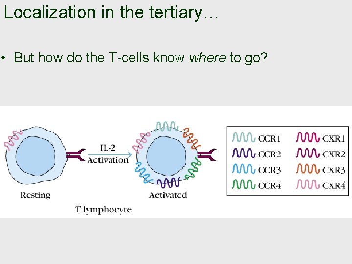 Localization in the tertiary… • But how do the T-cells know where to go?