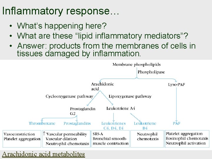 Inflammatory response… • What’s happening here? • What are these “lipid inflammatory mediators”? •