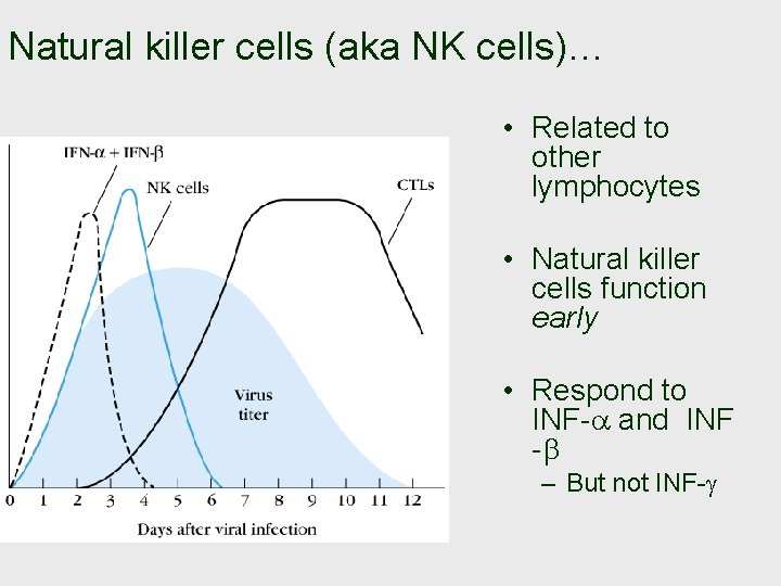 Natural killer cells (aka NK cells)… • Related to other lymphocytes • Natural killer