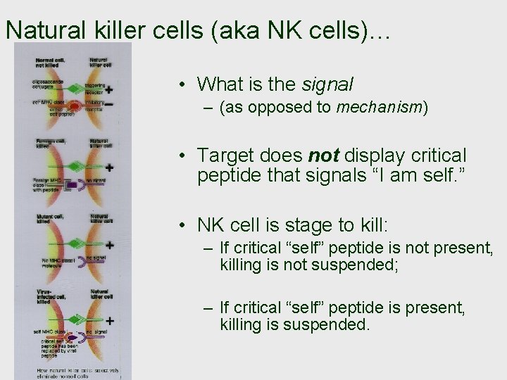 Natural killer cells (aka NK cells)… • What is the signal – (as opposed