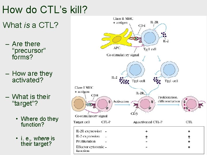 How do CTL’s kill? What is a CTL? – Are there “precursor” forms? –