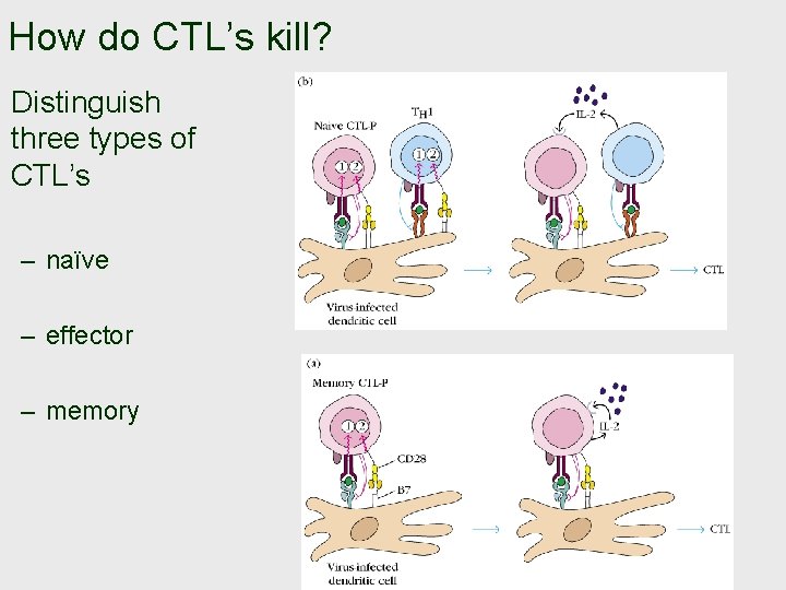 How do CTL’s kill? Distinguish three types of CTL’s – naïve – effector –