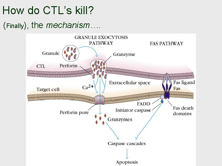 How do CTL’s kill? (Finally), the mechanism…. 