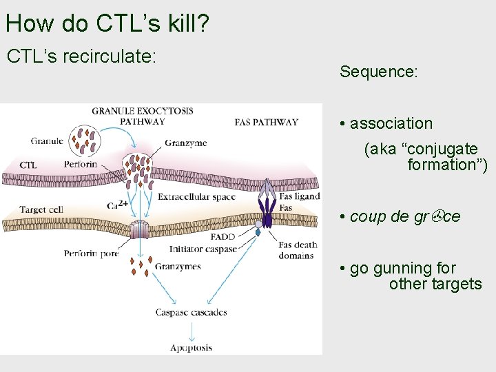 How do CTL’s kill? CTL’s recirculate: Sequence: • association (aka “conjugate formation”) • coup