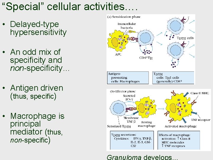 “Special” cellular activities…. • Delayed-type hypersensitivity • An odd mix of specificity and non-specificity…