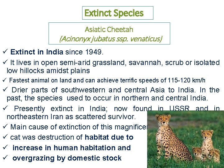 Extinct Species Asiatic Cheetah (Acinonyx jubatus ssp. venaticus) ü Extinct in India since 1949.