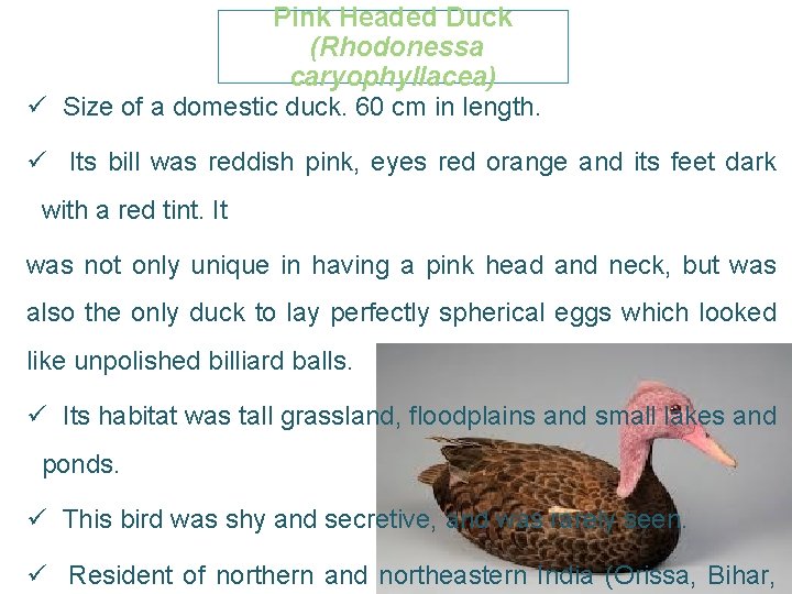 Pink Headed Duck (Rhodonessa caryophyllacea) ü Size of a domestic duck. 60 cm in