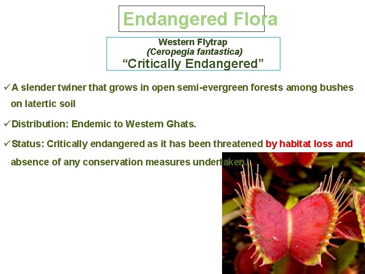 Endangered Flora Western Flytrap (Ceropegia fantastica) “Critically Endangered” üA slender twiner that grows in