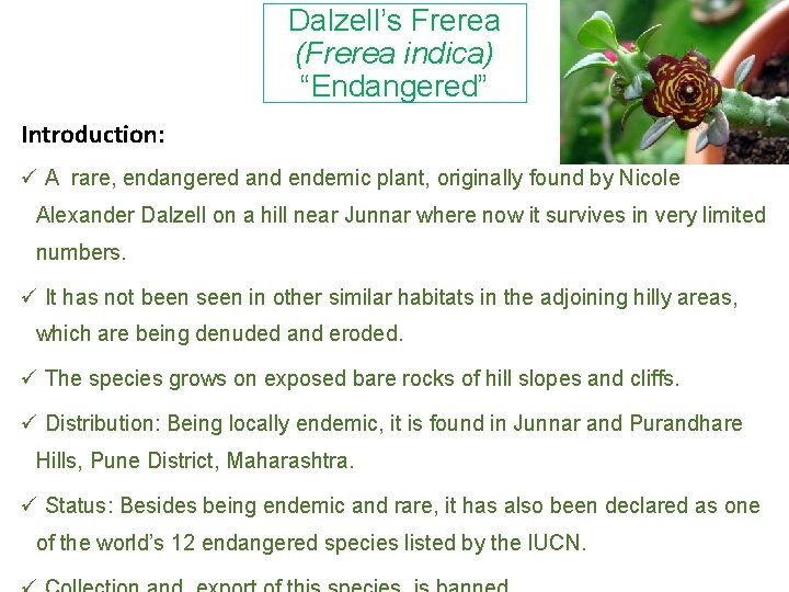 Dalzell’s Frerea (Frerea indica) “Endangered” Introduction: ü A rare, endangered and endemic plant, originally