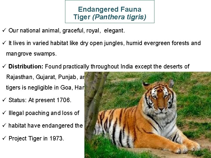 Endangered Fauna Tiger (Panthera tigris) ü Our national animal, graceful, royal, elegant. ü It