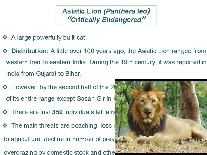 Asiatic Lion (Panthera leo) “Critically Endangered” v A large powerfully built cat. v Distribution: