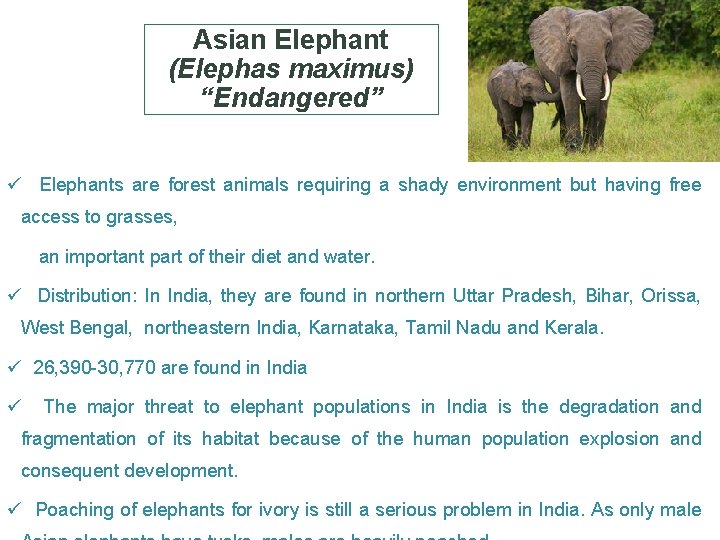 Asian Elephant (Elephas maximus) “Endangered” ü Elephants are forest animals requiring a shady environment