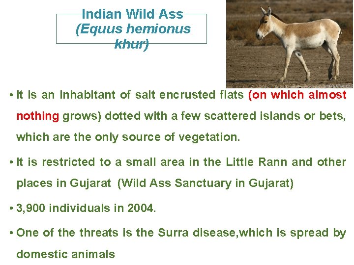 Indian Wild Ass (Equus hemionus khur) • It is an inhabitant of salt encrusted