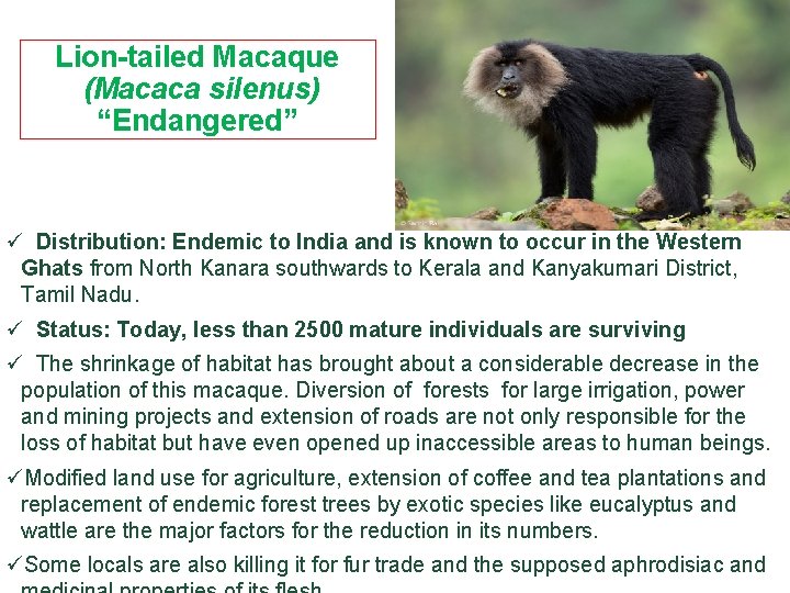 Lion-tailed Macaque (Macaca silenus) “Endangered” ü Distribution: Endemic to India and is known to