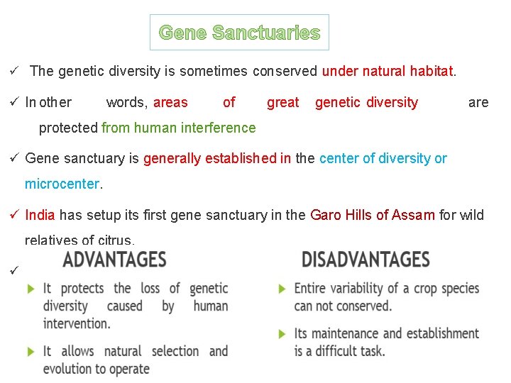 Gene Sanctuaries ü The genetic diversity is sometimes conserved under natural habitat. ü In