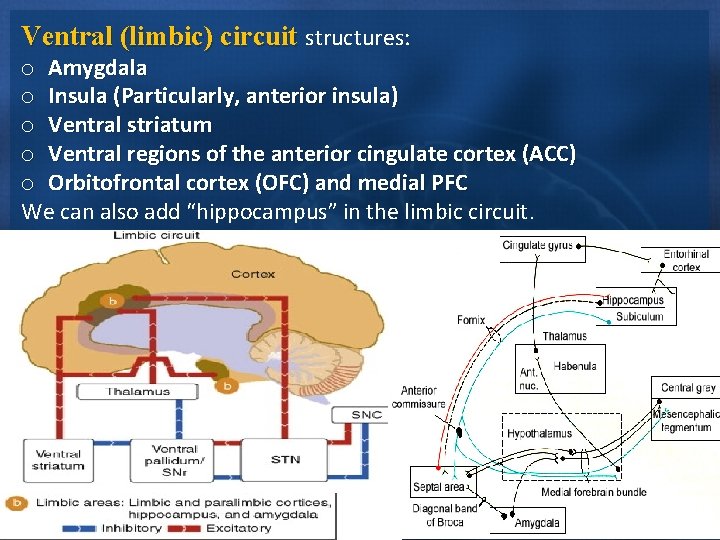 Ventral (limbic) circuit structures: o Amygdala o Insula (Particularly, anterior insula) o Ventral striatum Ventral (limbic) circuit structures: o Amygdala o Insula (Particularly, anterior insula) o Ventral striatum