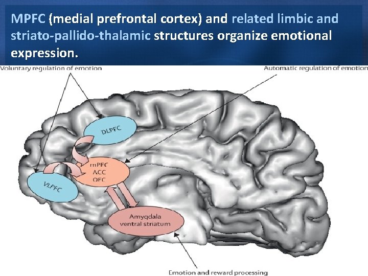 MPFC (medial prefrontal cortex) and related limbic and striato-pallido-thalamic structures organize emotional expression. 