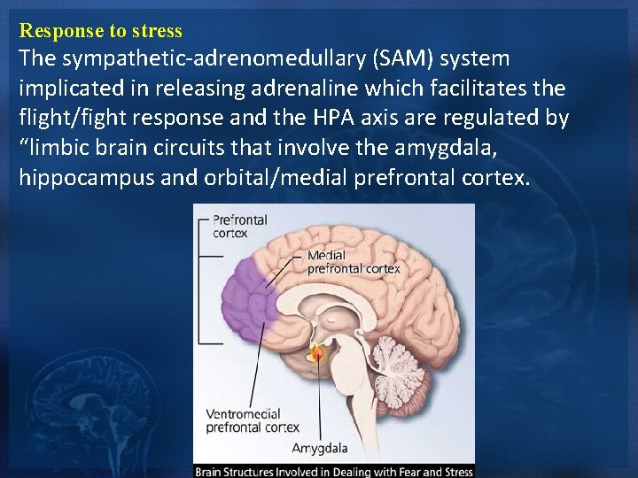 Response to stress The sympathetic-adrenomedullary (SAM) system implicated in releasing adrenaline which facilitates the