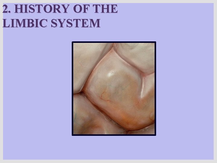 2. HISTORY OF THE LIMBIC SYSTEM 2. HISTORY OF THE LIMBIC SYSTEM