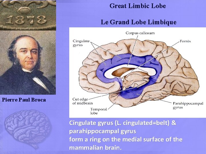 Great Limbic Lobe Le Grand Lobe Limbique Pierre Paul Broca Cingulate gyrus (L. cingulated=belt) Great Limbic Lobe Le Grand Lobe Limbique Pierre Paul Broca Cingulate gyrus (L. cingulated=belt)