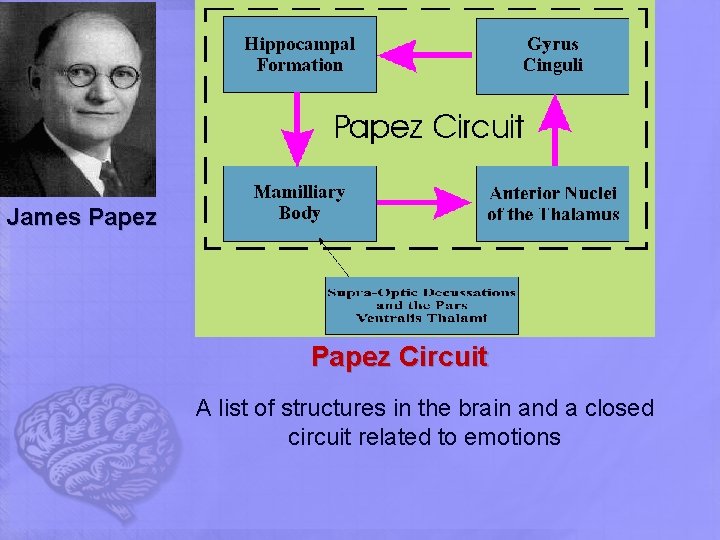 James Papez Circuit A list of structures in the brain and a closed circuit