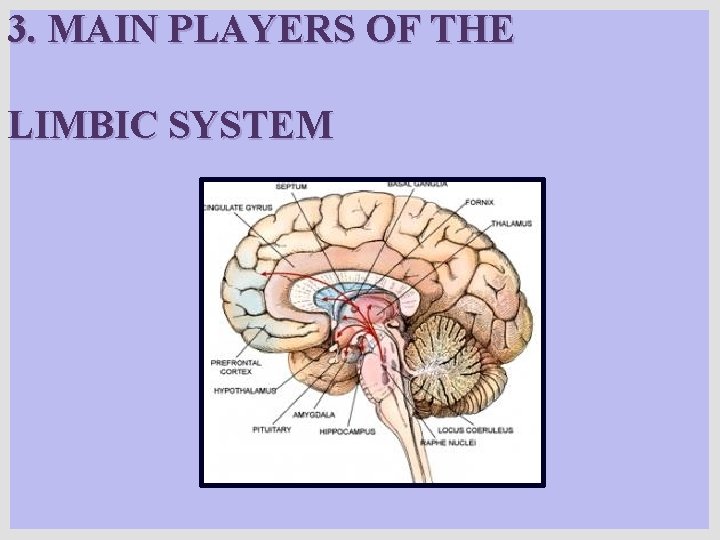 3. MAIN PLAYERS OF THE LIMBIC SYSTEM 