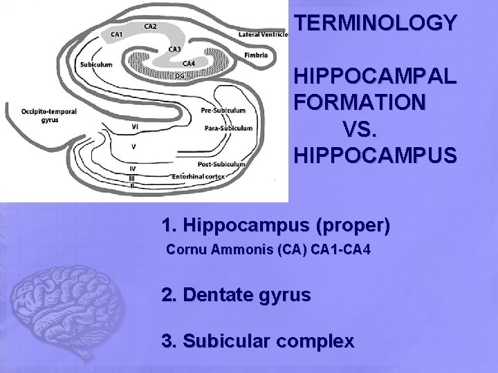 TERMINOLOGY HIPPOCAMPAL FORMATION VS. HIPPOCAMPUS 1. Hippocampus (proper) Cornu Ammonis (CA) CA 1 -CA TERMINOLOGY HIPPOCAMPAL FORMATION VS. HIPPOCAMPUS 1. Hippocampus (proper) Cornu Ammonis (CA) CA 1 -CA