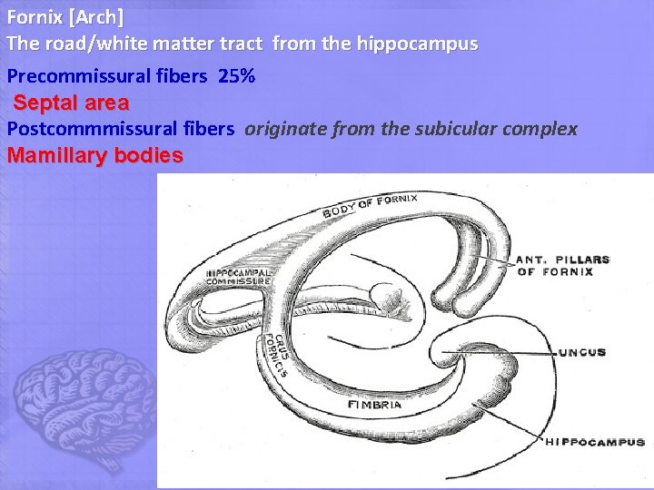 Fornix [Arch] The road/white matter tract from the hippocampus Precommissural fibers 25% Septal area