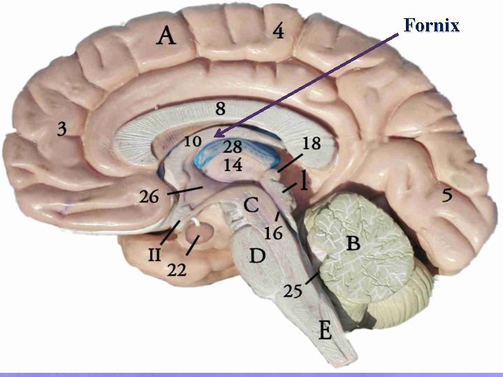 Fornix 