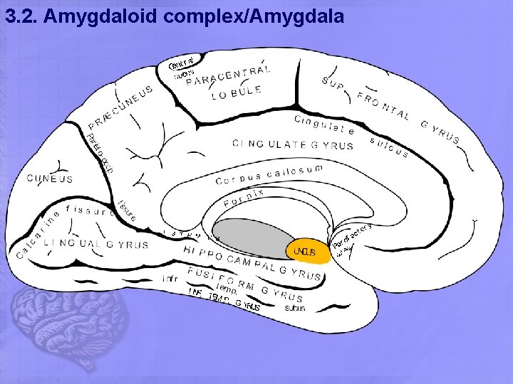 3. 2. Amygdaloid complex/Amygdala 3. 2. Amygdaloid complex/Amygdala