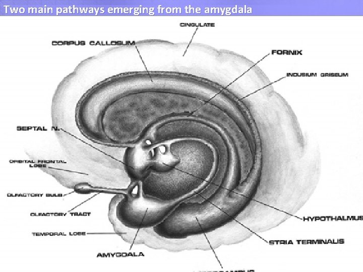 Two main pathways emerging from the amygdala Stria terminalis terminate in the septal area, Two main pathways emerging from the amygdala Stria terminalis terminate in the septal area,