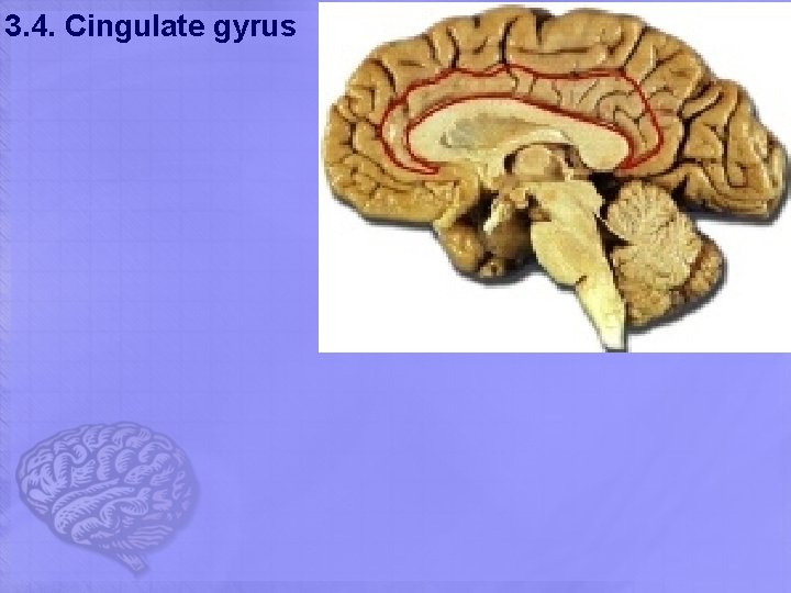 3. 4. Cingulate gyrus 3. 4. Cingulate gyrus