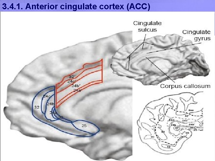 3. 4. 1. Anterior cingulate cortex (ACC) 1=BA 25 (subcallosal gyrus) 2=BA 24 sg 3. 4. 1. Anterior cingulate cortex (ACC) 1=BA 25 (subcallosal gyrus) 2=BA 24 sg