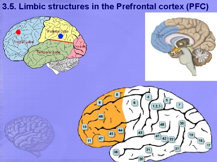 3. 5. Limbic structures in the Prefrontal cortex (PFC) 3. 5. Limbic structures in the Prefrontal cortex (PFC)