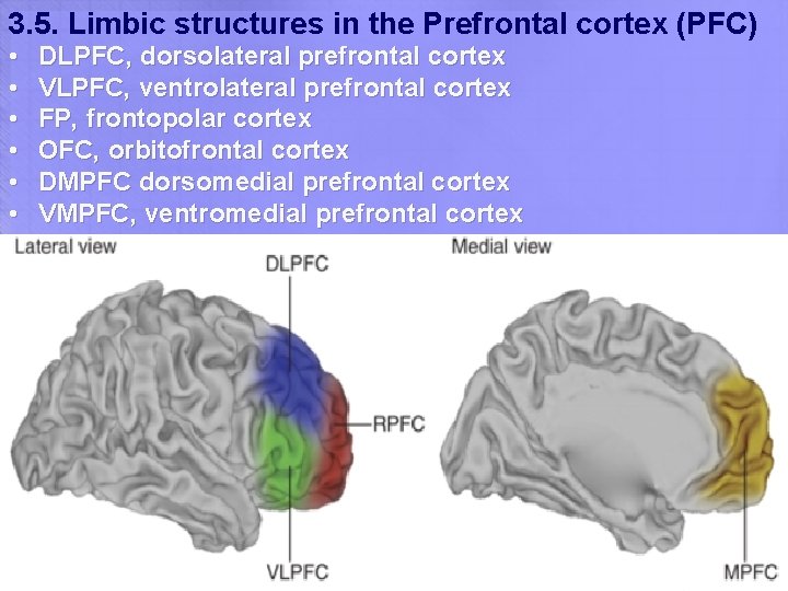 3. 5. Limbic structures in the Prefrontal cortex (PFC) • • • DLPFC, dorsolateral