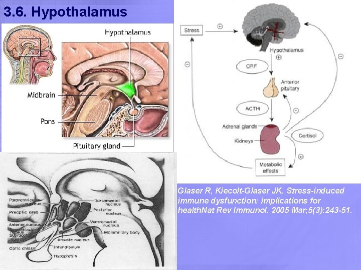 3. 6. Hypothalamus Glaser R, Kiecolt-Glaser JK. Stress-induced immune dysfunction: implications for health. Nat