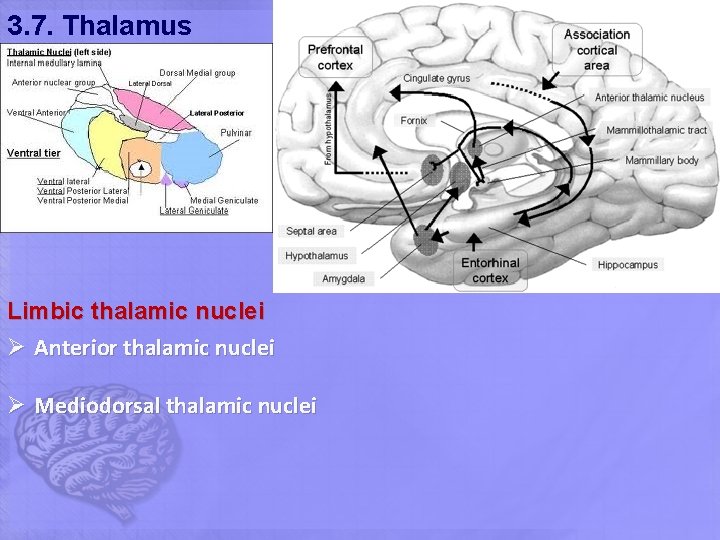 3. 7. Thalamus Limbic thalamic nuclei Ø Anterior thalamic nuclei Ø Mediodorsal thalamic nuclei