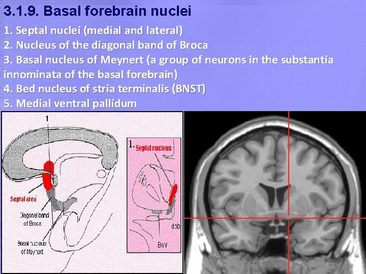 3. 1. 9. Basal forebrain nuclei 1. Septal nuclei (medial and lateral) 2. Nucleus