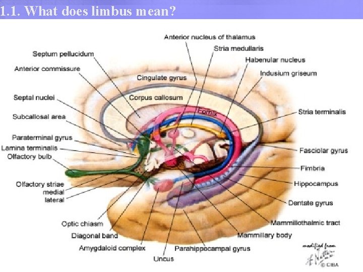 1. 1. What does limbus mean? Limbo Lat. Border Edge Circle Ring 1. 1. What does limbus mean? Limbo Lat. Border Edge Circle Ring