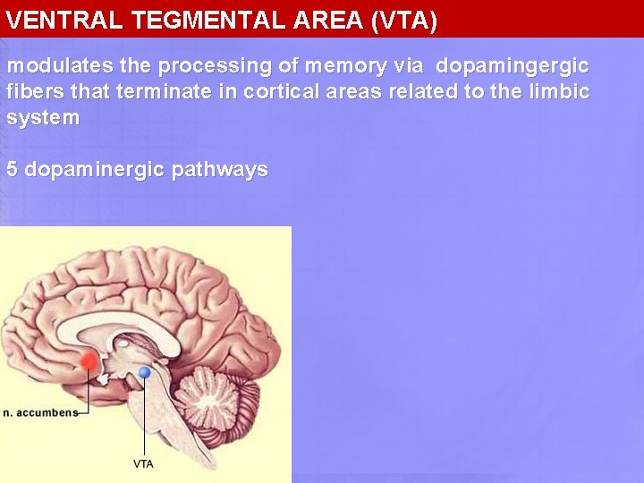 VENTRAL TEGMENTAL AREA (VTA) modulates the processing of memory via dopamingergic fibers that terminate