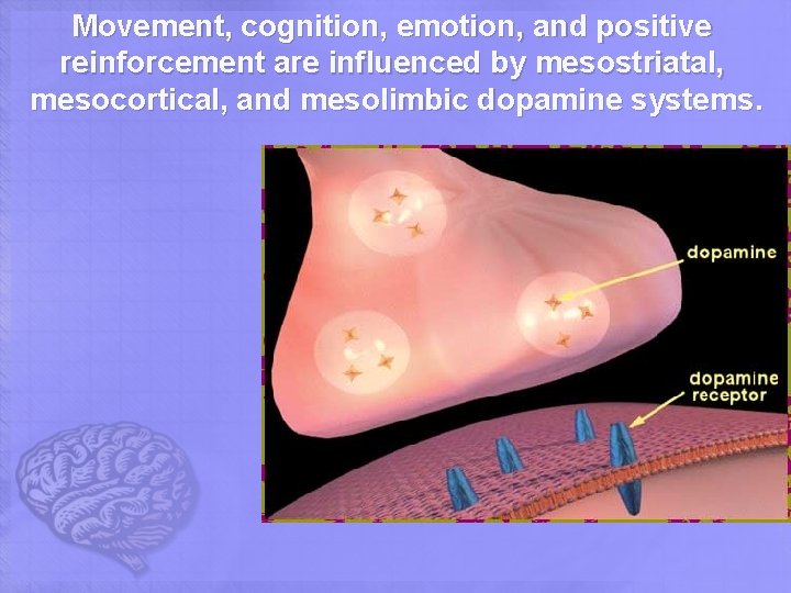 Movement, cognition, emotion, and positive reinforcement are influenced by mesostriatal, mesocortical, and mesolimbic dopamine