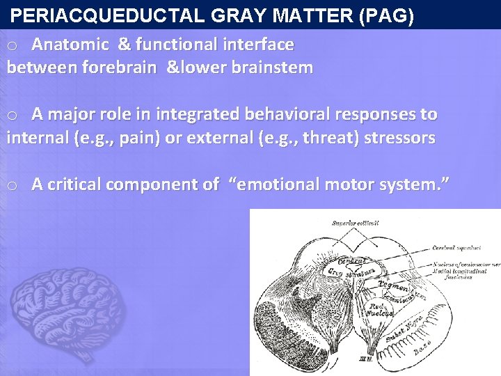  PERIACQUEDUCTAL GRAY MATTER (PAG) o Anatomic & functional interface between forebrain &lower brainstem