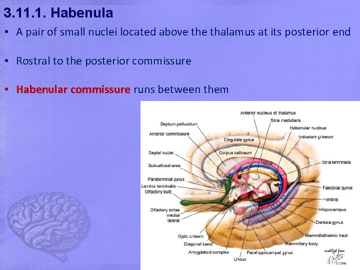 3. 11. 1. Habenula • A pair of small nuclei located above thalamus at 3. 11. 1. Habenula • A pair of small nuclei located above thalamus at
