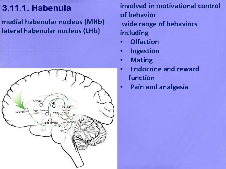 3. 11. 1. Habenula medial habenular nucleus (MHb) lateral habenular nucleus (LHb) involved in