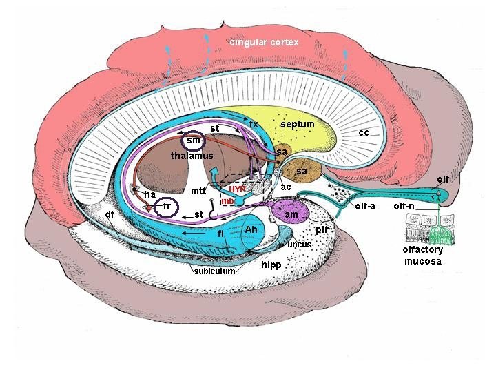 3. 11. 1. Habenula Stria medullaris thalami Connects hypothalamus and other limbic system structures