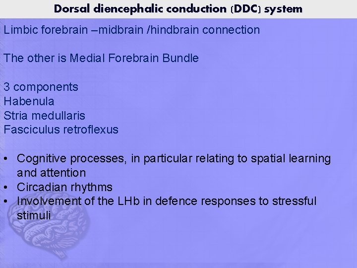 Dorsal diencephalic conduction (DDC) system Limbic forebrain –midbrain /hindbrain connection The other is Medial